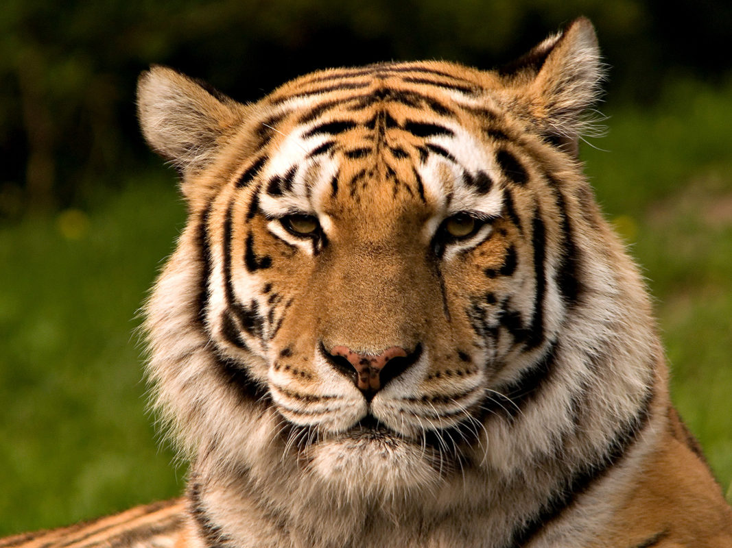 hyperscience global founders tiger stripes bessemer